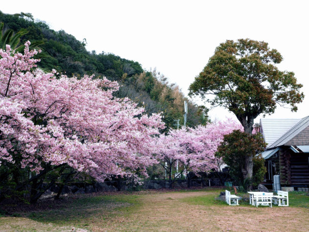 ログヤードの桜